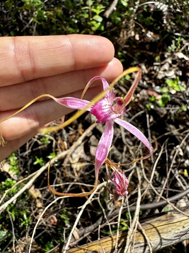Image of Caladenia harringtoniae by (c) pimelea, some rights reserved (CC BY)