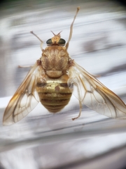 Goniops chrysocoma