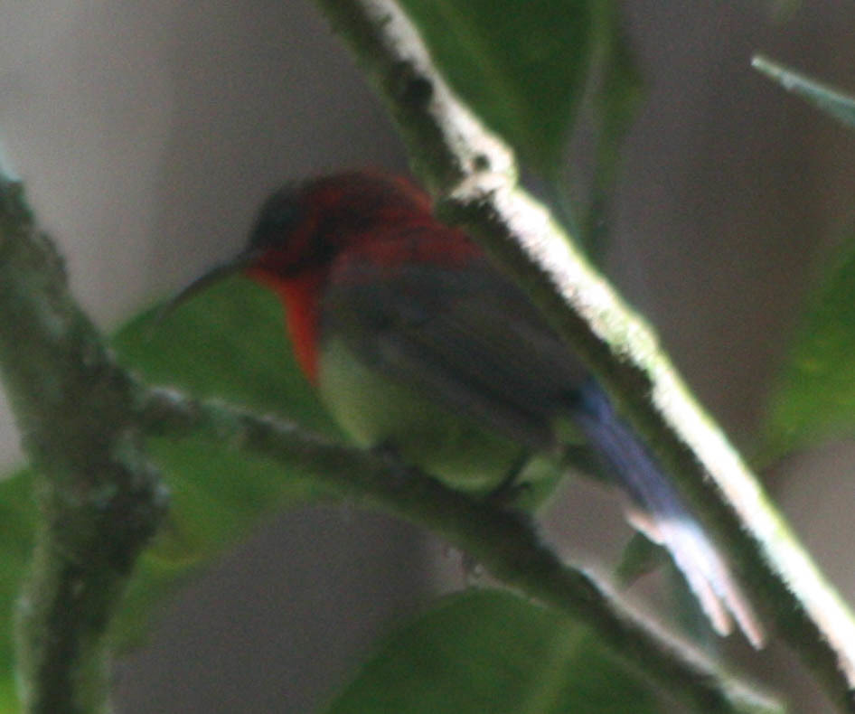 Crimson Sunbird