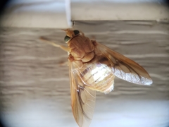 Goniops chrysocoma