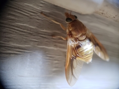 Goniops chrysocoma