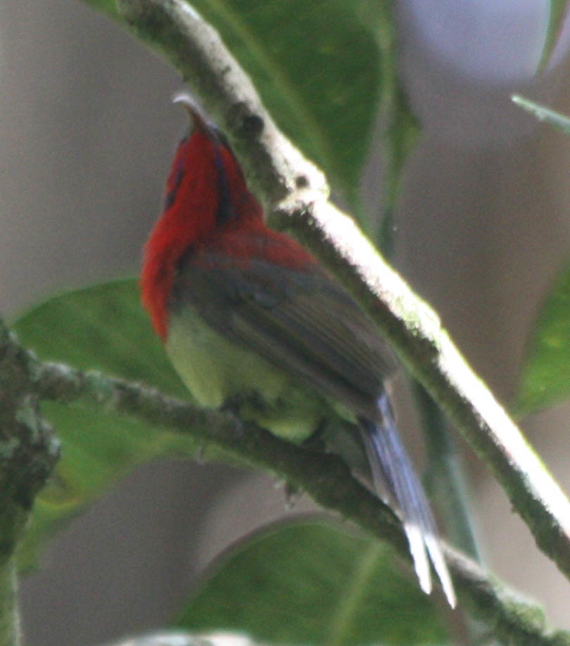 Crimson Sunbird