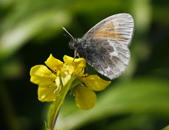 Coenonympha tullia