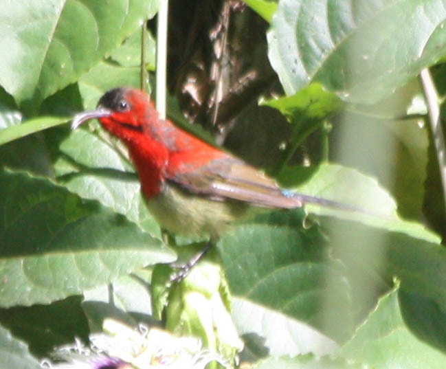Crimson Sunbird