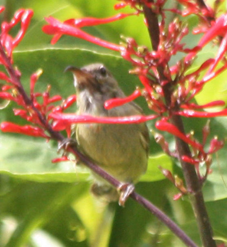 Nectariniidae