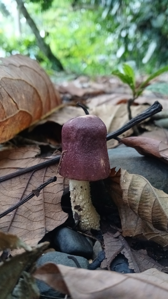 Leucocoprinus lilaceus · November 2024 · photo: © riveraed (iNaturalist, cc-by)