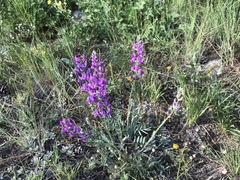 Oxytropis lambertii