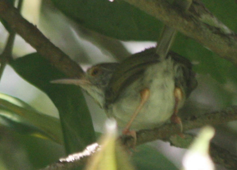 Common Tailorbird