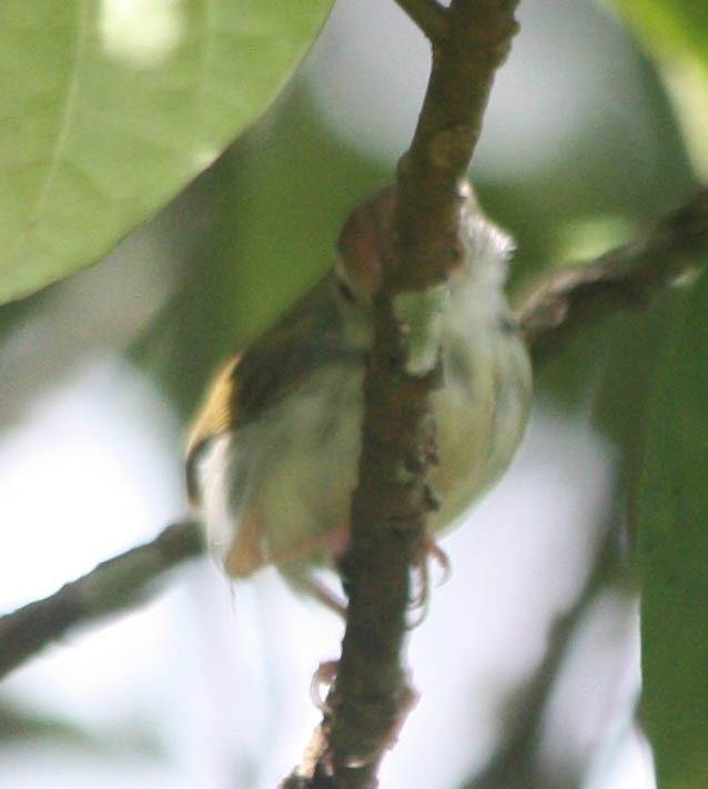 Common Tailorbird