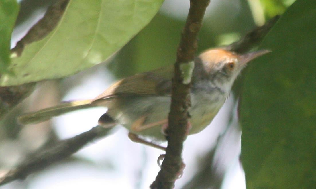Common Tailorbird