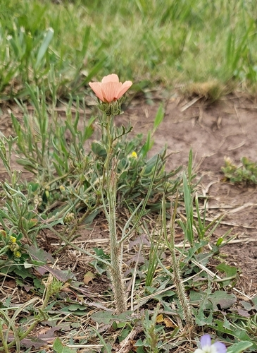 Image of Turnera sidoides by (c) Lauu, some rights reserved (CC BY)