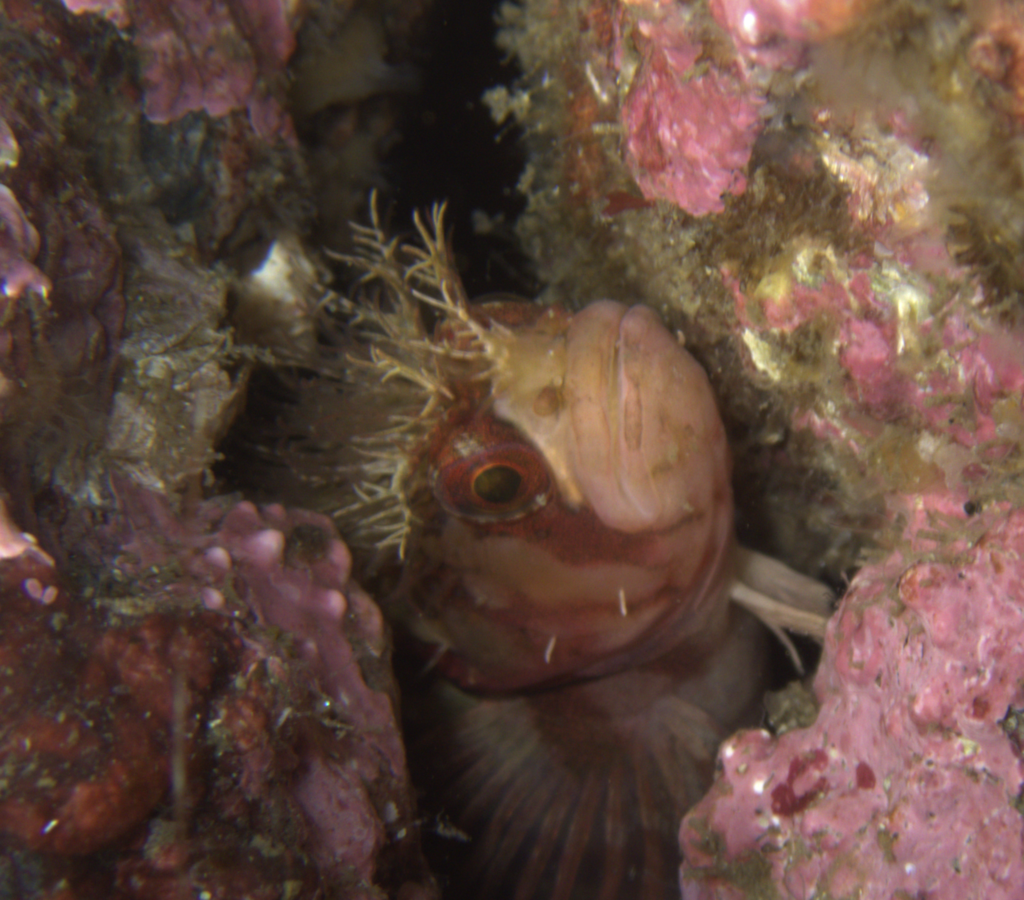 mosshead warbonnet