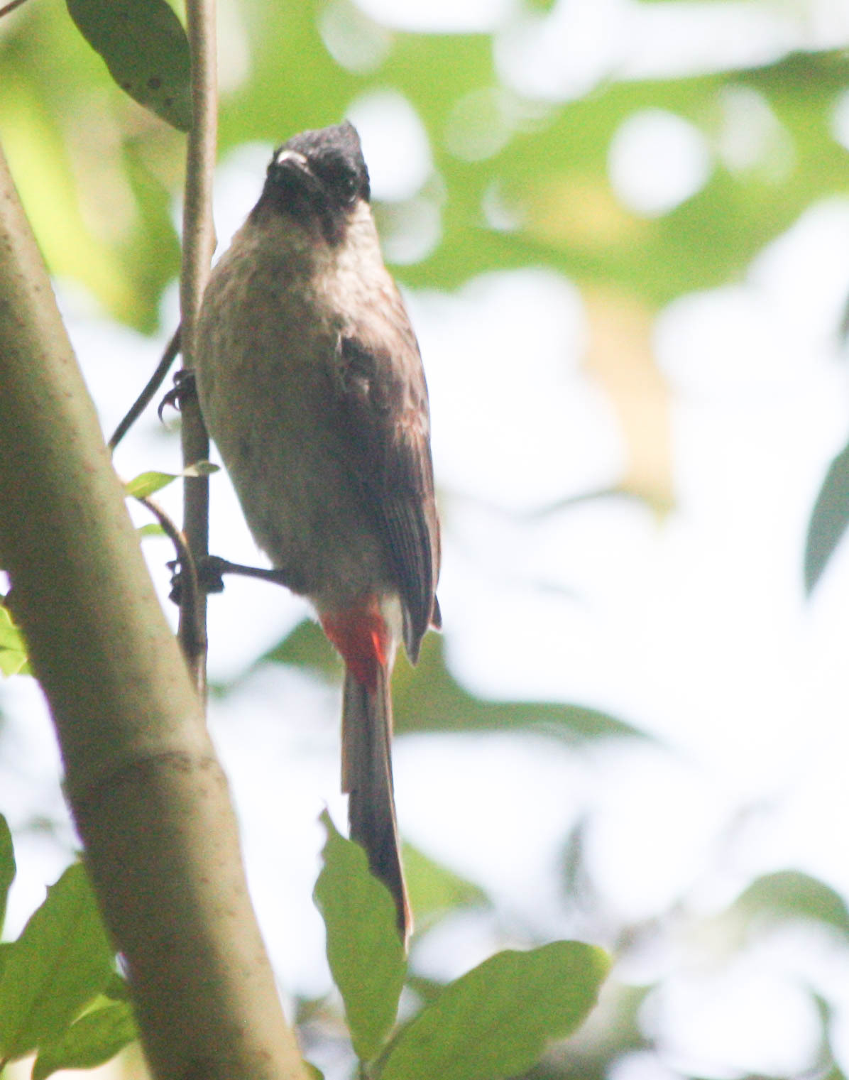 Sooty-headed Bulbul
