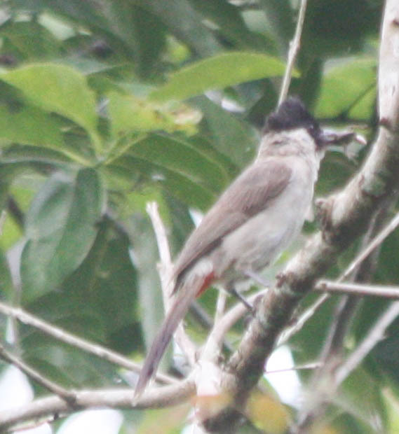 Sooty-headed Bulbul