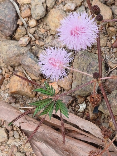 Sensitive Plant