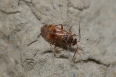 Alloeotomus germanicus