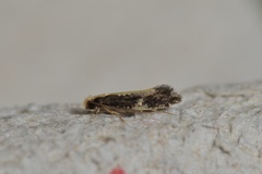 Monopis obviella