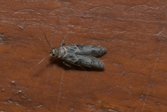 Blastobasis phycidella