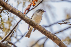 Gray Elaenia photo 1