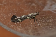 Calybites phasianipennella