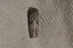 Blastobasis phycidella