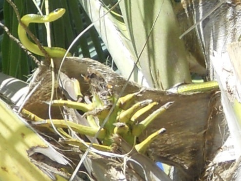 Common Tree Snake sighting