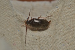 Hymenalia rufipes