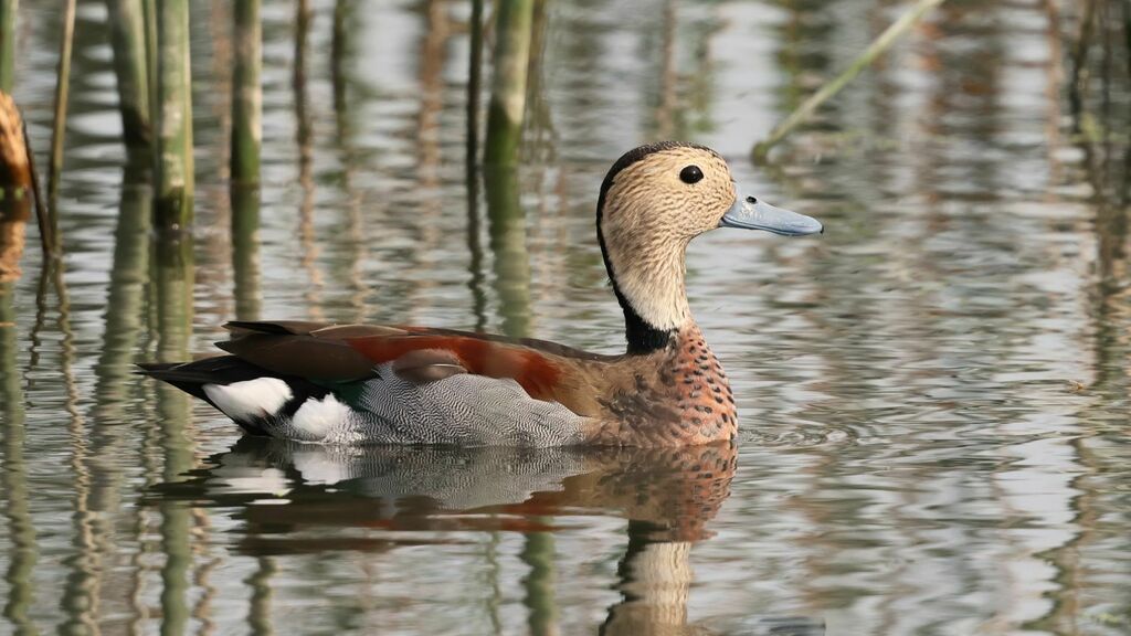Ringed Teal