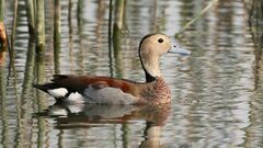 Ringed Teal photo 1