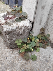 Oxalis corniculata