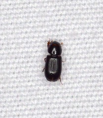Aphodius