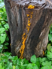Fungi