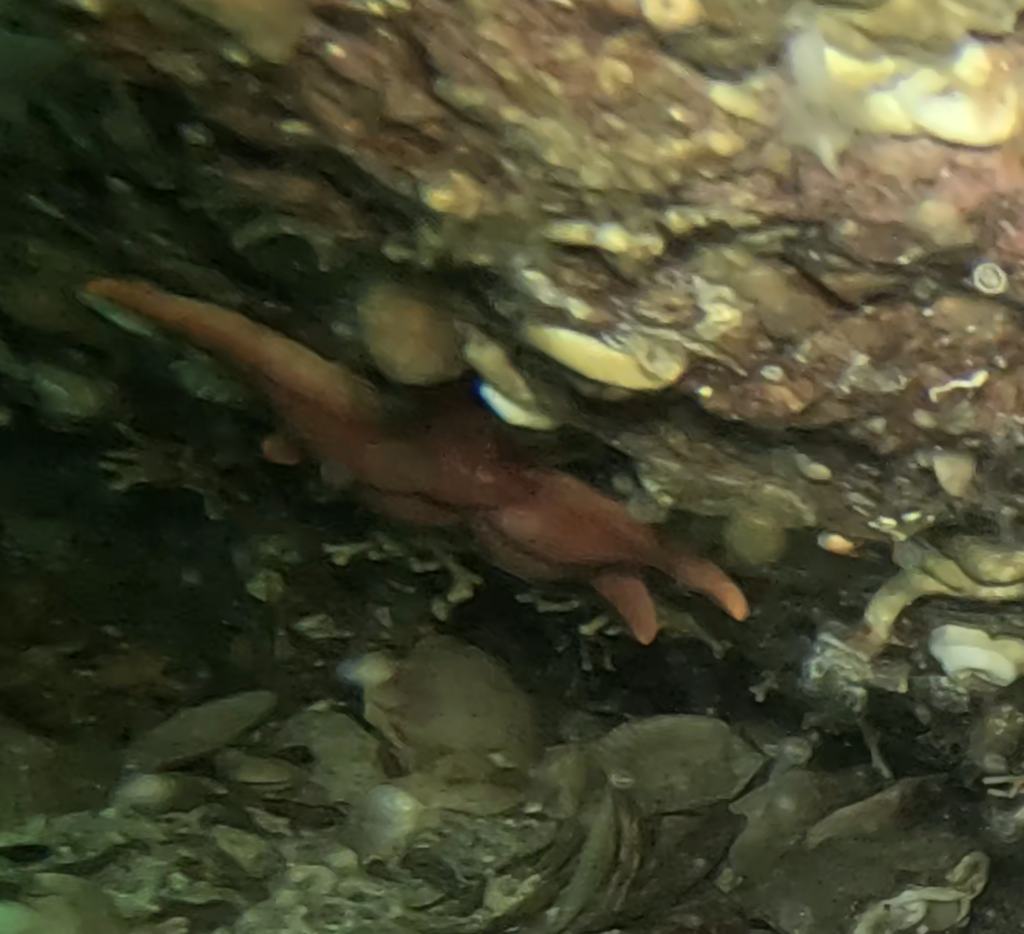 Gunpowder Sea Star