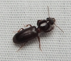 Clivina