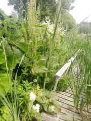 Rumex aquaticus