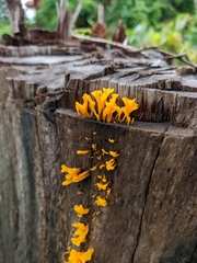 Fungi