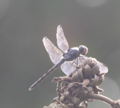 Potamarcha congener