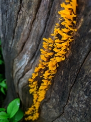 Fungi