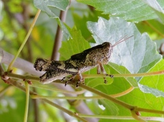 Melanoplus ponderosus