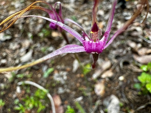 Image of Caladenia harringtoniae by (c) pimelea, some rights reserved (CC BY)