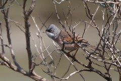 Curruca conspicillata