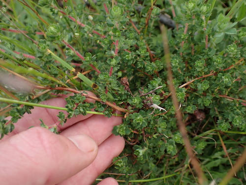 Finestem Caperose (Cliffortia filicaulis)
