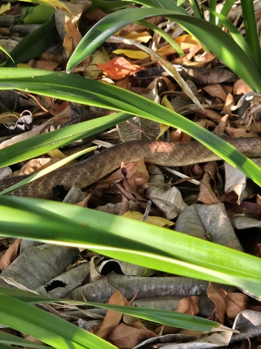 Brown Tree Snake sighting