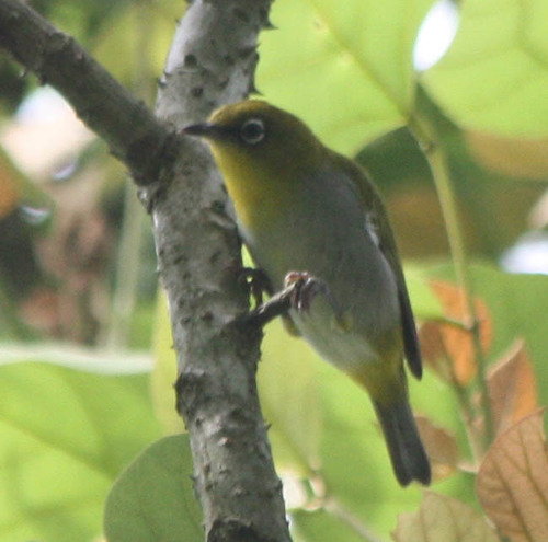 Zosterops simplex