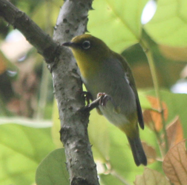 Swinhoe's White-eye