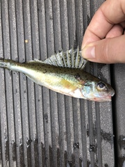 Gymnocephalus cernua