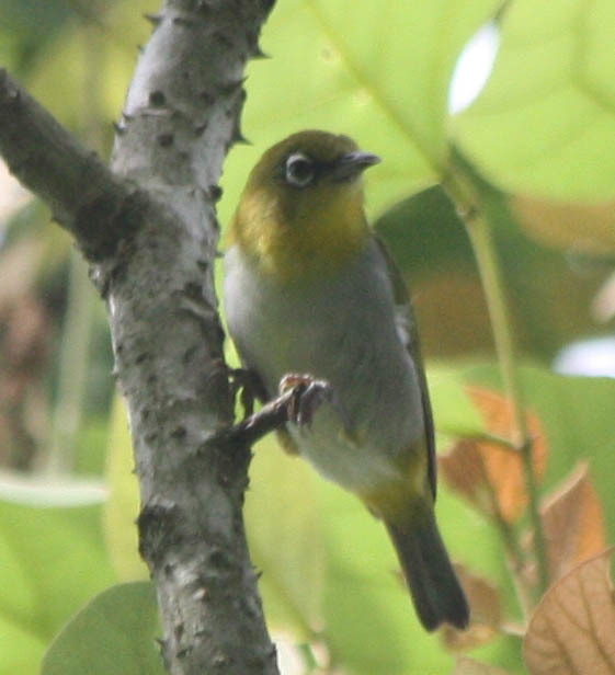 Swinhoe's White-eye
