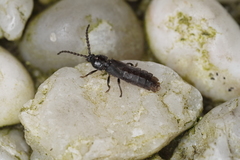 Phosphaenus hemipterus