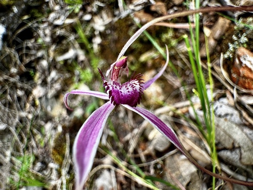 Image of Caladenia harringtoniae by (c) pimelea, some rights reserved (CC BY)