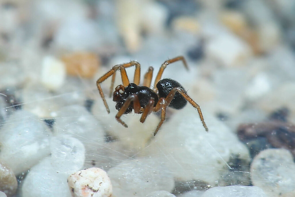 Minyriolus pusillus
